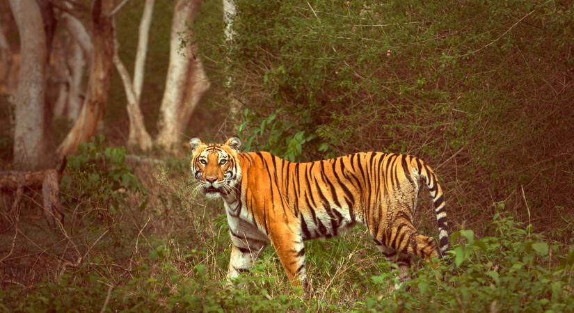 Ha megmentjük a tigriseket, a bolygót mentjük meg: így csökkentik a klímaváltozást