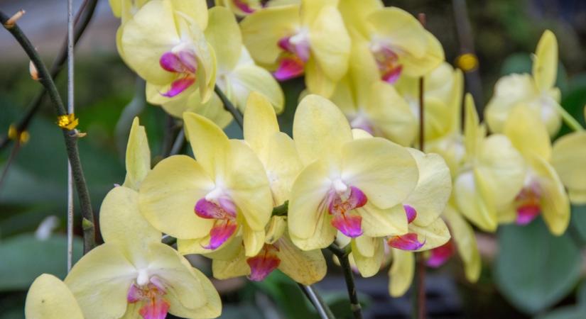 Csodás orchideát szeretnél? Adj neki banánt!