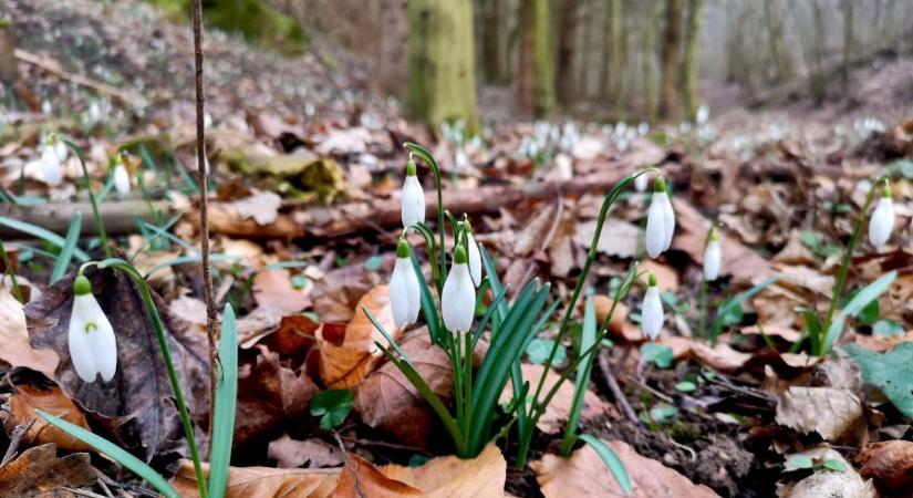 Tavaszi virágcsodák lelőhelyeit mutatjuk meg, a bakonyi erdők most sziromszőnyegekkel várnak (videó)