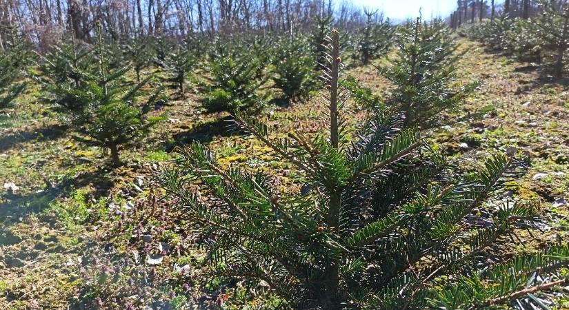 Ötévnyi munka ment a kukába: több milliós vadkár a fenyőültetvényben