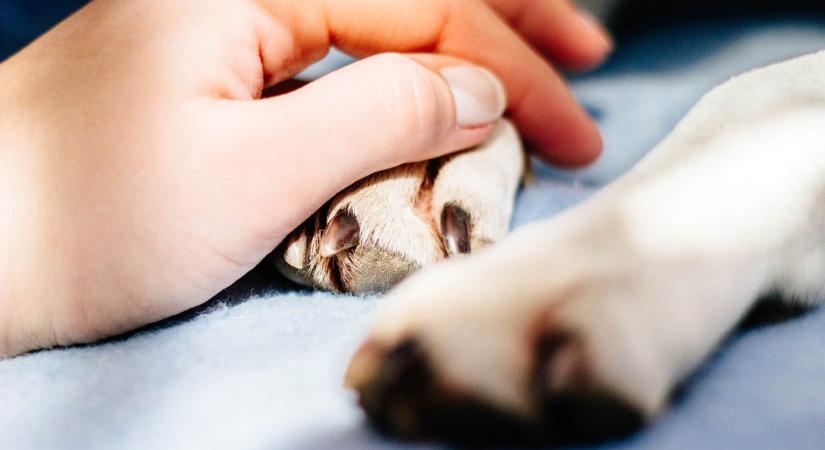 Időnként morog és nyáladzik, de kutatók szerint a hosszú, egészséges élet titka lehet