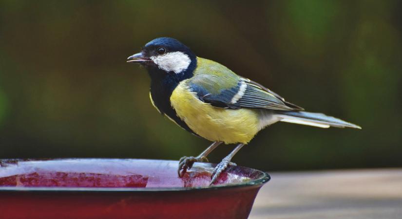 Már a postaládánkban lapulhat ez a különleges csomag