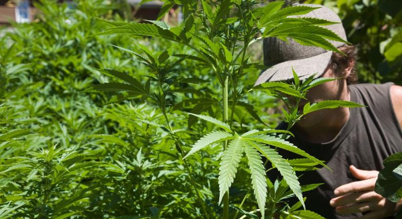 Lakhelye mellett alakított ki kannabisz ültetvényt egy ajkai férfi