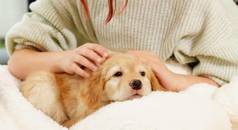 Új korszak jöhet az állattartásban: digitális profil segíti a gazdákat