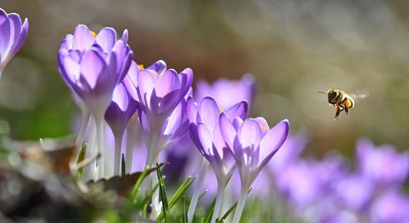 Újra jön a fagy?! – Mit mondanak a Gergely-napi népi jóslatok?