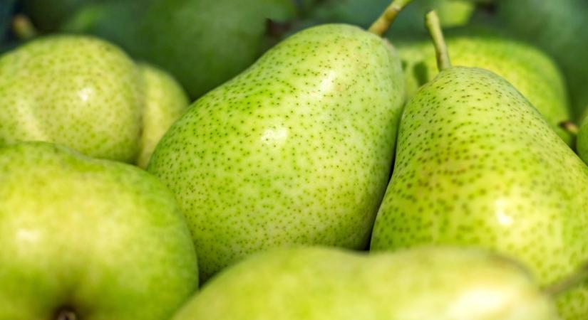 Valamit tudnak az olaszok: felpörgött a körtebiznisz az országban