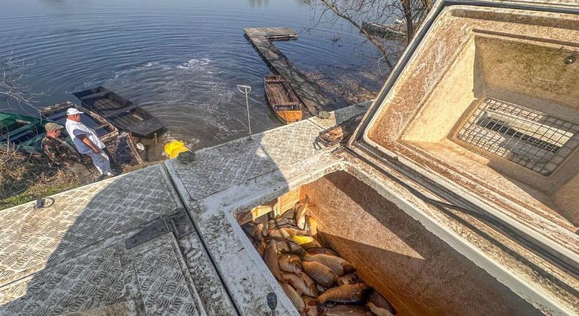 Látványos haltelepítéssel kezdődött az idei horgászszezon Szeliden – fotók