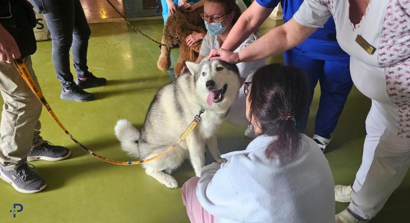 Simogatás villanyozta fel a dunaújvárosi kórház dolgozóit, ez extrán cuki