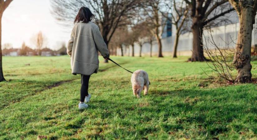 Ebzárlat kezdődik több vármegyében heteken belül: erre különösen oda kell figyelni a gazdiknak