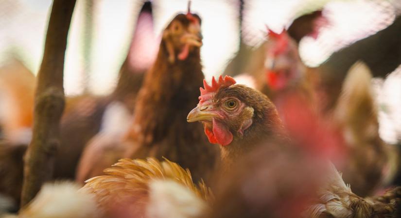 Fordulat a madárinfluenza ügyében: több vármegye is fellélegezhet