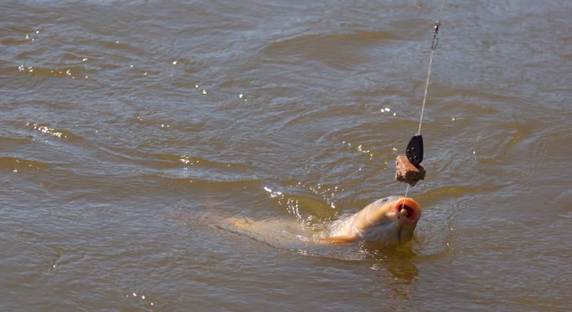 Drámai a helyzet a Gyékényesen: 18 mázsa súlyosan sérült halat mentettek ki az élménytóból