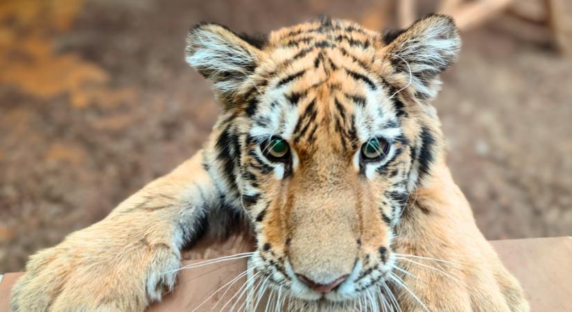 Nagyot nőtt a drograzzián talált kistigris: napokon belül költözik új otthonába Pablo, hamarosan itt lesz lászható  fotók