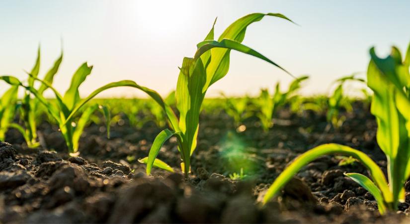 Őrizze meg a hozamot a kukorica korai gyomirtásával!