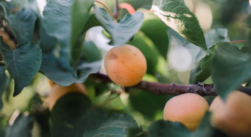 Így metssze a kajszibarackot, hogy bőséges termést hozzon