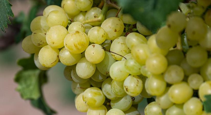 A 22 magyar borvidékből már 21-et megtámadott a halálos amerikai szőlőkabóca