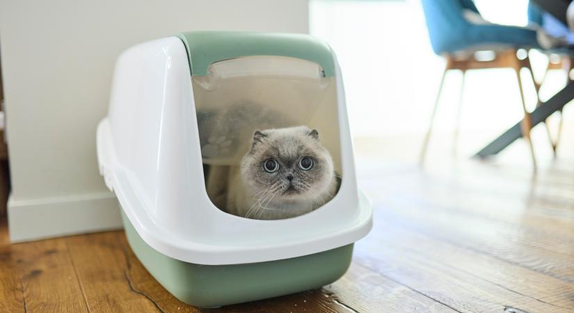 A macskák egyik leggyakoribb problémája a székrekedés: ha így WC-zik, azonnal irány az orvos!