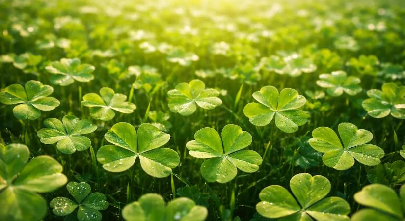 5 csillagjegynek meglepő dolgok jönnek