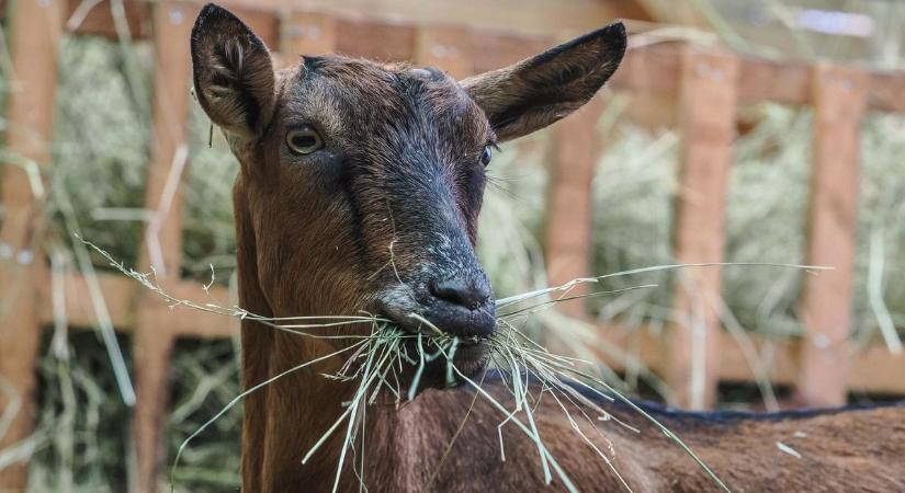 Kecskék miatt repült a tégla és a jobbegyenes, brutális balhé tört ki Hajdú-Biharban
