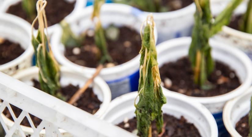 Növényeink belső fagyvédelme