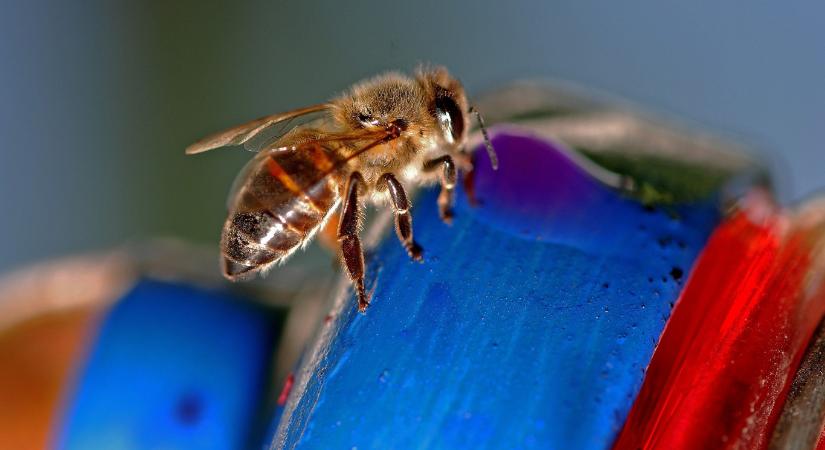 Betegek a méhek Békés megyében, zárlatot rendeltek el