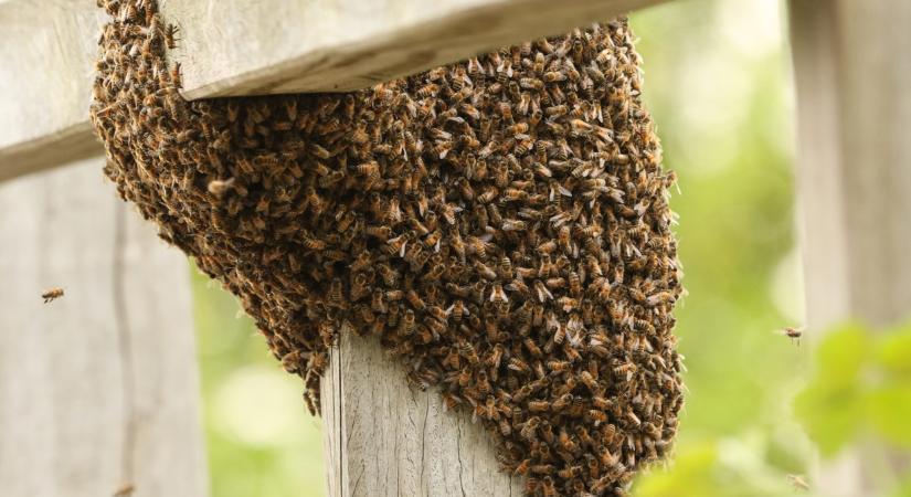 Borzasztó betegség jelent meg Magyarországon: elrendelték a zárlatot