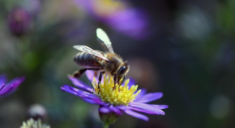 Kezdődik a tavaszi munka a szorgos kis méheknél is – Vigyázzuk, szeressük őket!