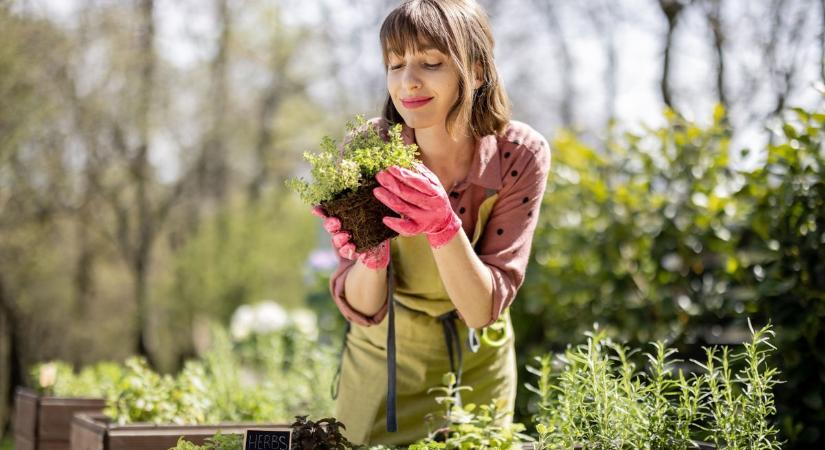 Ez a kedvelt fűszernövény riaszthatja el a tavaszi kertek kártevőjét