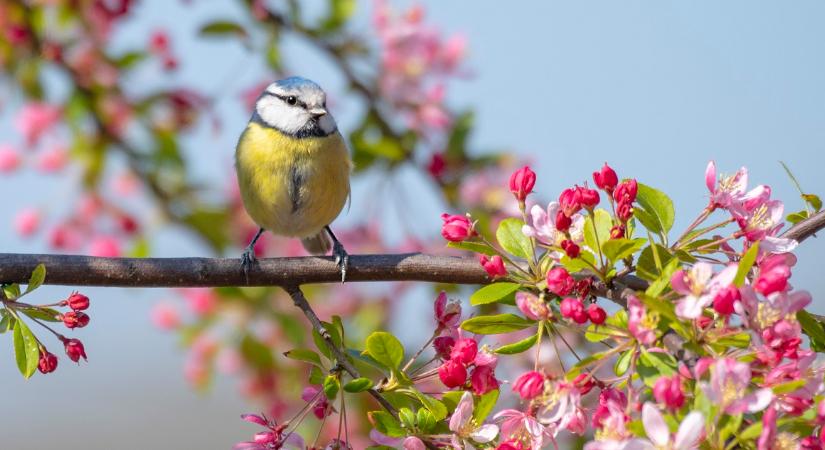 Népi jóslat: Ilyen lesz a tavaszi időjárás