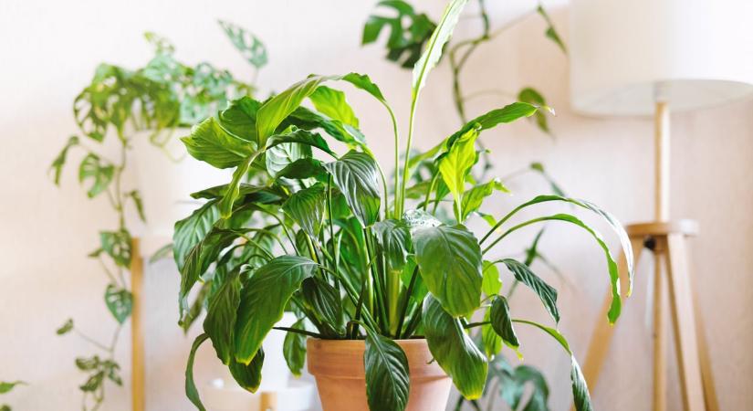 51 látványos növénykombináció, ami könnyen tartható a lakásban