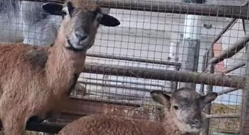 Kibírod mosolygás nélkül? Ők most a tavasz legédesebb lakói a zalai állatsimogatóban (videó)