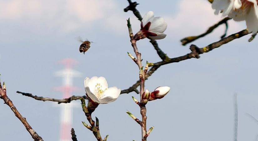 Kora tavaszi séta a dunaújvárosi Duna-parton  képgaléria