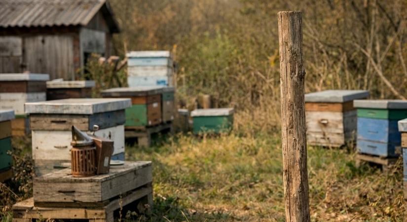 Zárlat Békéscsaba és Békés környékén – fertőzött méhészet miatt léptek közbe a hatóságok
