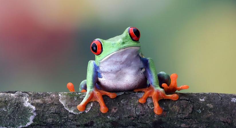 A világ 7 legfurcsább esője: békák, halak és vörös por