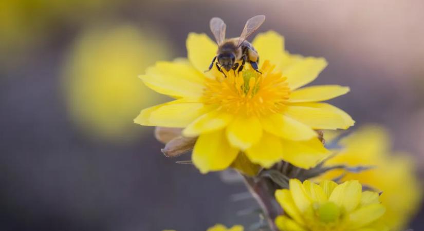 Méhbetegség miatt községi zárlatot rendeltek el Békés megyében