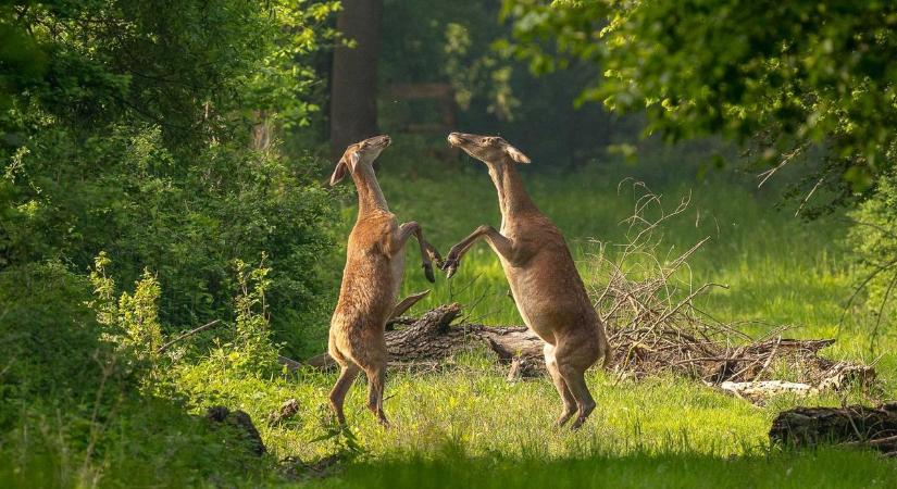 Természet és történelem – Retkes Tamás fotókiállítása nyílik ma a Vármegyeházán