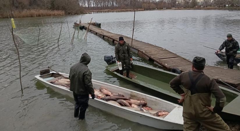 Óriási halak a mérlegen: baráti áron kínálják a kopolyúst
