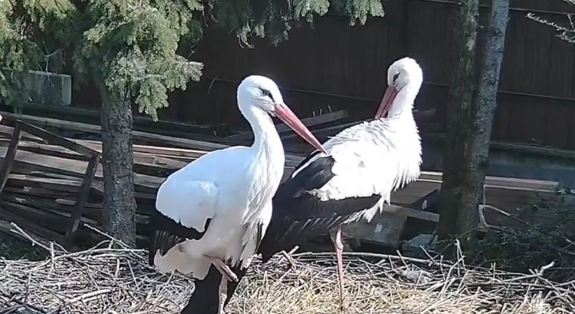 Szofi idén is visszatért röpképtelen párjához – mit tanít nekünk a gólyák hűsége a kertről és a tavaszról?