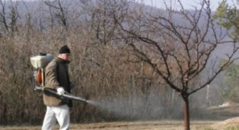 Benében már hozzá láttak a lemosó permetezéshez - Őszibarack helyett szamóca?