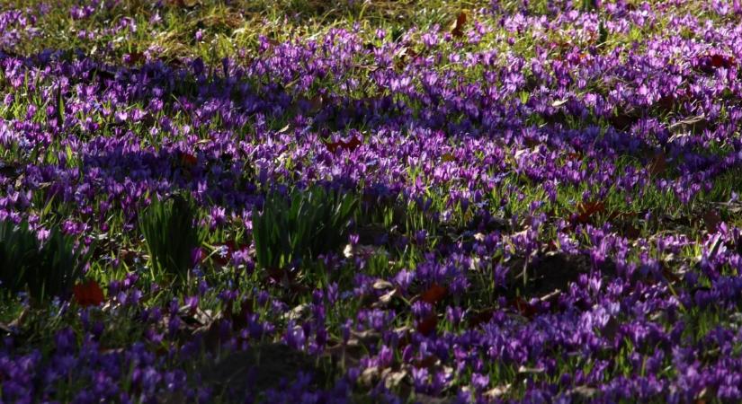 51 hazai arborétum, amelyet tavasszal mindenképp meg kell látogatnod