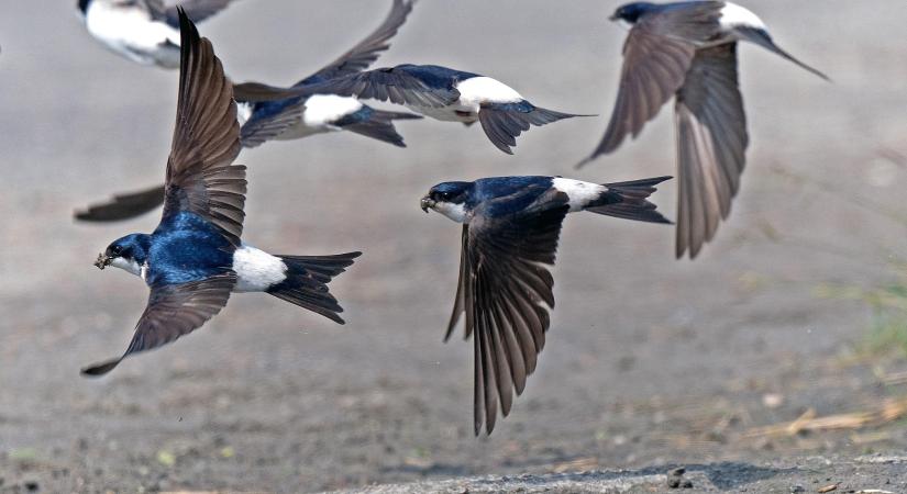 Nemzetközi konferencia Pozsonyban: a madarak védelméről tanácskoztak a szakértők