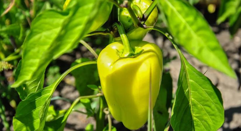 Miért nem csírázik ki a paprikamag? Ezek lehetnek a leggyakoribb okok