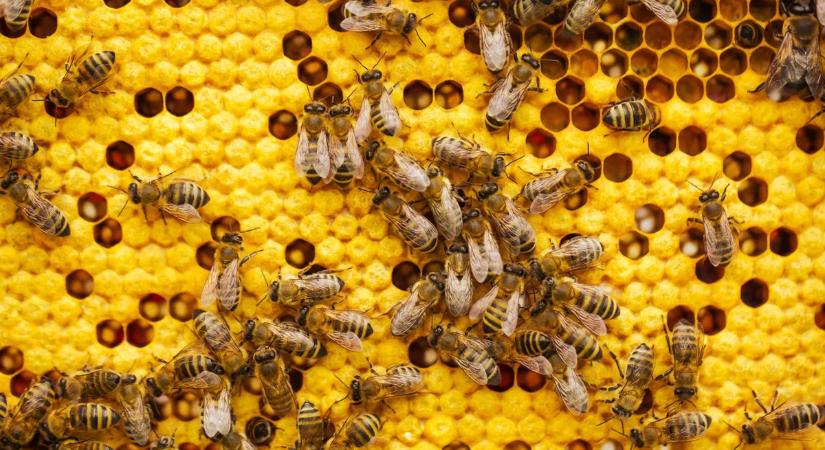 Nyúlós költésrothadás ütötte fel a fejét — hatósági zárlat Békéscsabán