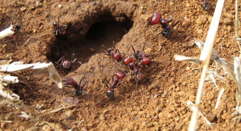 Hangyacsempészt fogtak Kenyában
