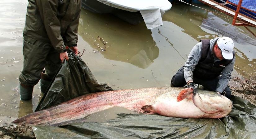 Döbbenetes fogás Szegednél: egy majdnem háromméteres harcsa jött fel a Tiszából