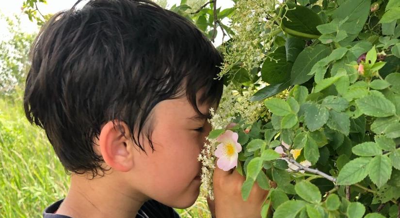 Nevelőszülő lennék, merre induljak?