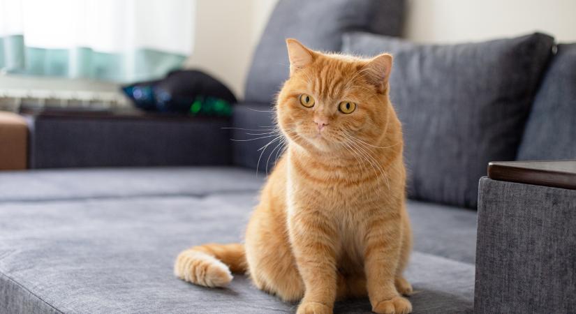 Így ver át a macskád: pedig nagyon veszélyes, amit csinál