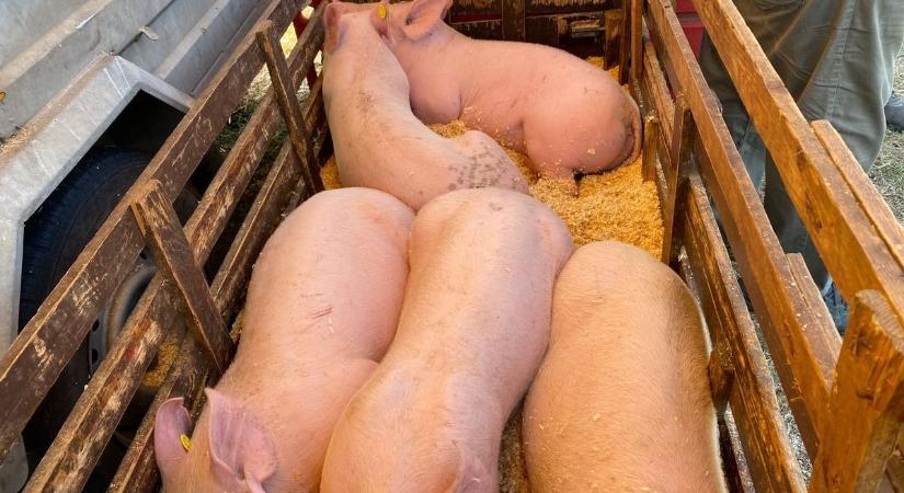 Eljött a nagy nap, ismét vásár lesz Dunaföldváron