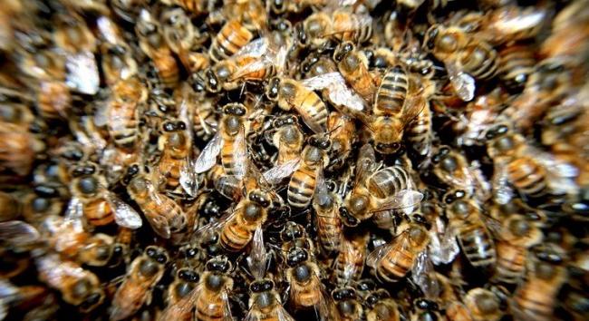 Zárlat alá vonták a méheket Békés megyében