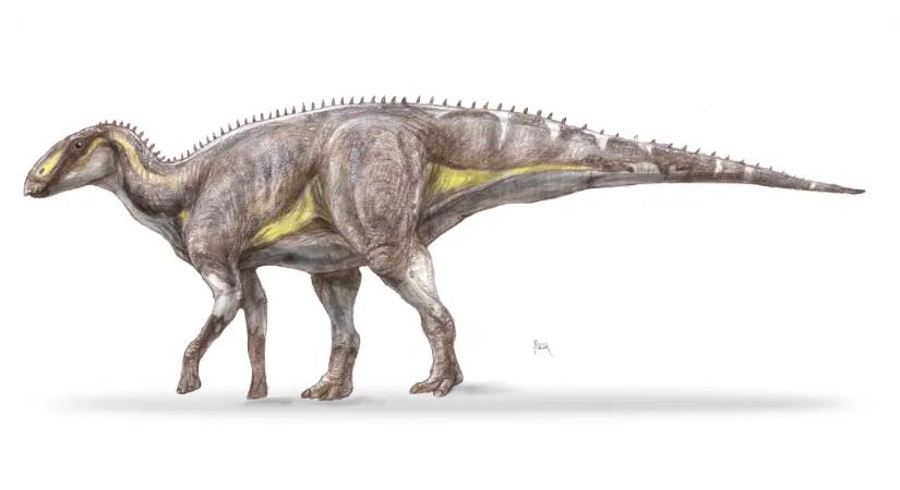 Új kacsacsőrű dinoszauruszfajt fedeztek fel magyar kutatók Erdélyben