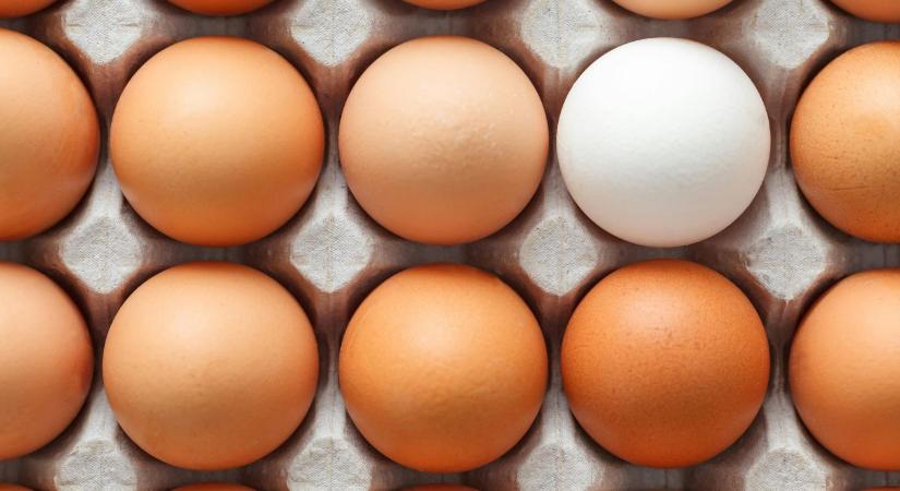 Félmillió tojás akadt fenn az ellenőrzésen